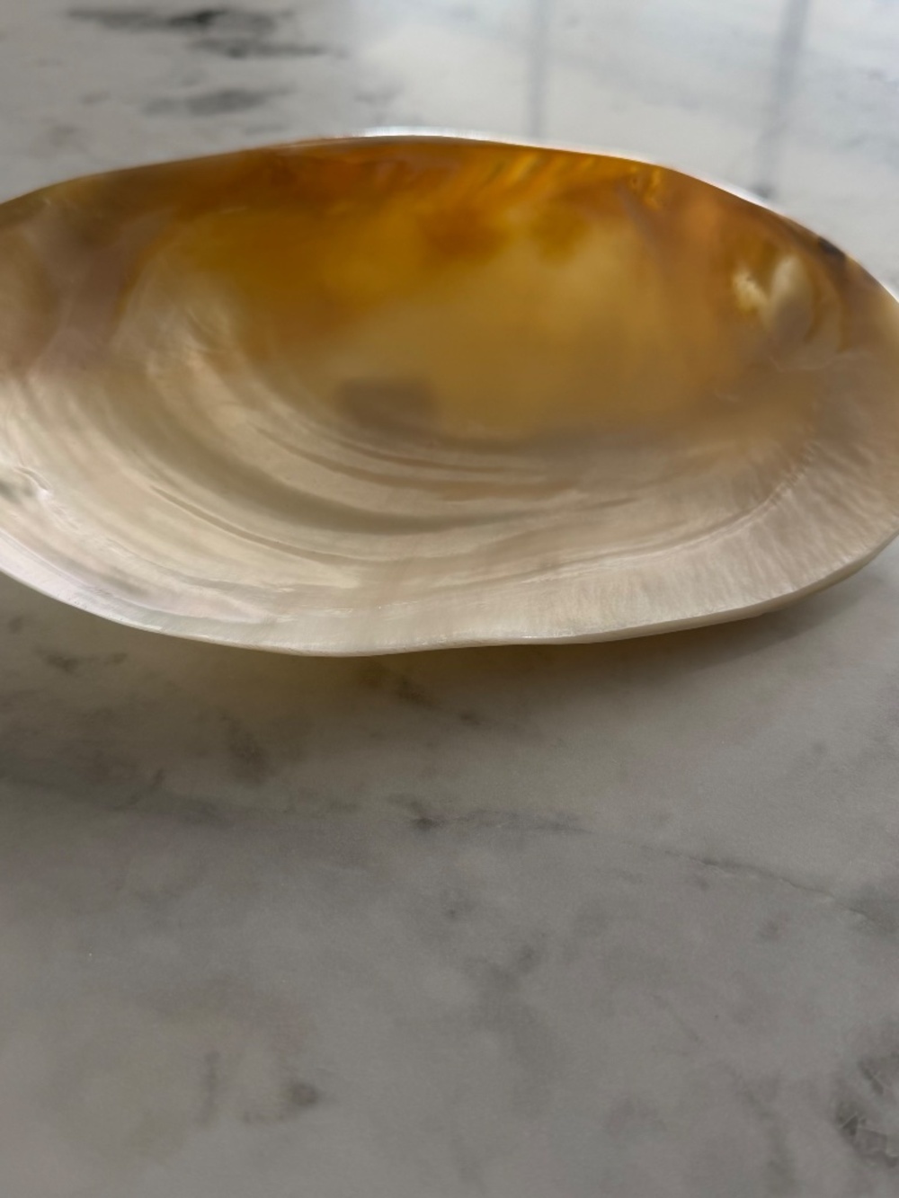 NWT! Pottery Barn Polished Decorative Shell - Picture 4 of 5